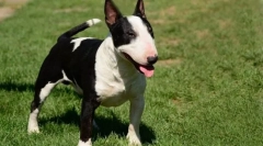 A legnehezebb kutya képzett