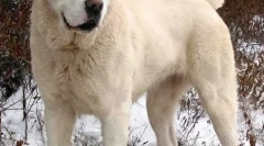 A kutyák nyugodt fajtái