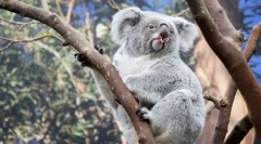 A világ leginkább nyugodt állatok