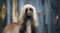 A világ legrégebbi fajtái