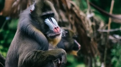 A világ legszebb állatok