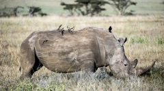 Nehéz állatok a világon