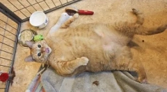 A legrosszabb macskák és macskák a világon: a rekord tulajdonosainak minősítése és az elhízás következményei