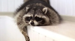 A legokosabb háziállatok