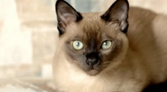 A macskák legokosabb fajtái