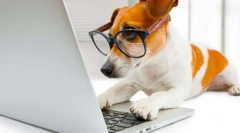 A világ leginkább intelligens fajtái