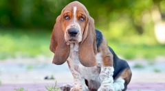 A legtöbb kutyafajta kutyák - fotók és leírás