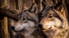 A leghűségesebb állatok