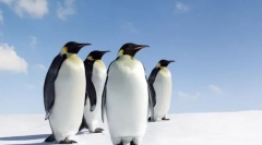 A világ leginkább végtelen állatok