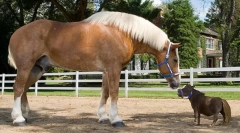 A lovak legmagasabb fajtái