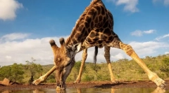 A világ legmagasabb állatok