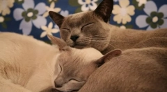 Egészséges macskafajták