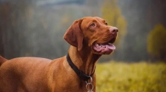 Az állatorvosok legegészségesebb kutyái