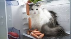 A legtöbb brutális gyilkos macska: top 5 történet