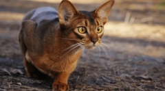 A legveszélyesebb macskák: 5 agresszív fajta