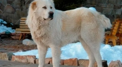 A kutyák legvertebb fajtái