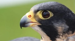 A legtöbb könnyes madarak