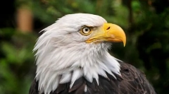 A legcsodálatosabb állatok