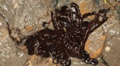 A leghosszabb tengeri féreg