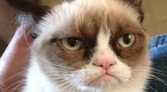 A legszomorúbb macska (fotó): a bolyhos hírességekről