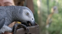 A világ legokosabb parrot alex, top 10 intelligens fajta