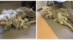 A világ legfejlettebb macska: az üdvösség története