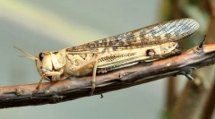 Sarangea ázsiai kanca