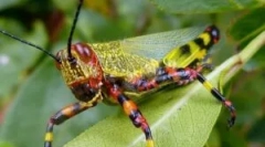 Sarangea: leírás, életmód és kár