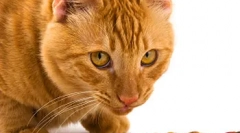 Kiegyensúlyozott táplálkozás macska