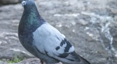 Az állatvilág titkai: miért nem látható csirkék a galambok és hogyan néznek ki