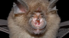 Családi méhsejt. Képviselői