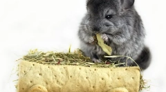 Széna a csincsillákhoz: választás és üres