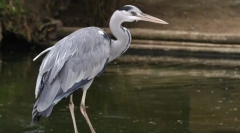 Szürke heron