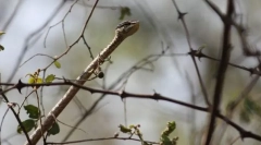 Szürke fából készült kígyó