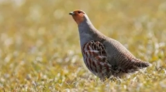 Szürke partridge