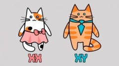 Szürke macskák: a stílus és az elegancia kiviteli alakja