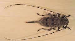 Szürke hosszú vasárnap