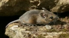 Rácsok, amelyek védik a házat rágcsálókból