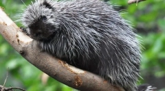 Észak-amerikai gát