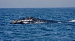 Észak-atlanti sima készlet