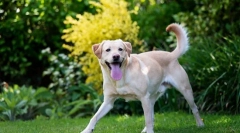 Tick ​​season: háziállatok védelme a vérszívóktól!