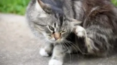 Bolha és atkák samponok macskák számára