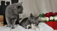 Chartredte macska (fotó): kedvenc francia nem