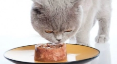 Sheba cat feed: állatorvosi értékelések és részletes áttekintés