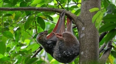 Satokel. Emlősállatok leválása