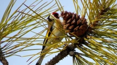Schegol (baromfifotó): csengő éneklés, fényes tollazat villog
