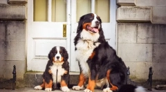 Bernsky zennenhund kölykei (fotó): az ellátás és az oktatás jellemzői