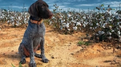 Kurzhara kölykök (fotó): a házban a bhake és a vadászat megbízható segítője