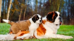 Senbernar kölykök (fotó): az ellátás és az oktatás szabályai