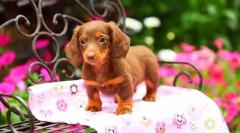 Kölyökkutyák dachshunds (fotó): alacsony kutya magas intelligenciával és varázsa
